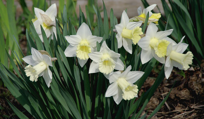 Yellow and white daffodils in the spring garden. Bulbous. Natural background. Selective focus.