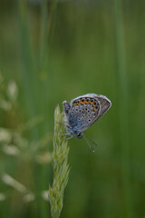 Common blue butterfly at rest with underside visible
