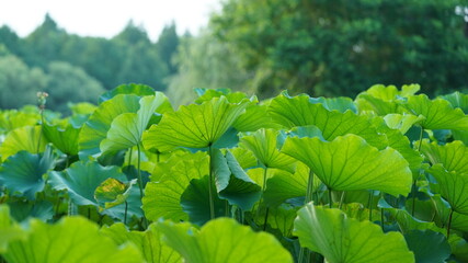 The beautiful pond view with the blooming lotus and green leaves in it