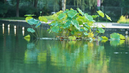 The beautiful pond view with the blooming lotus and green leaves in it