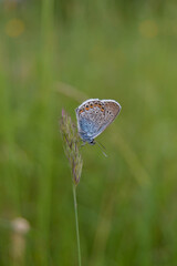Tiny blue butterfly on a plant in nature