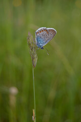 Common blue butterfly at rest with underside visible