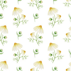 Seamless pattern of watercolor daisies on a white background. Chamomile flower.