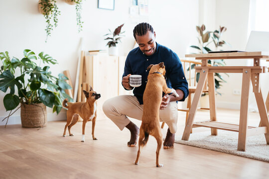 Happy African American man with mug playing with dogs