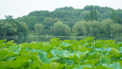 The beautiful pond view with the blooming lotus and green leaves in it