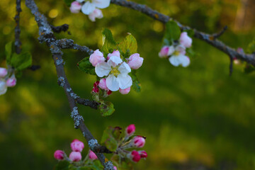 The apple tree branch blooms in the spring in the garden.