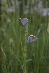 Two blue butterflies on a plant in nature
