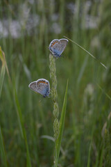 Two blue butterflies on a plant in nature