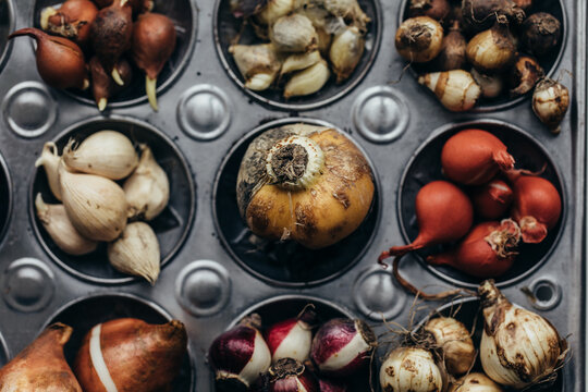 Many different kinds of autumn planting bulbs gathered inside baking tray holes