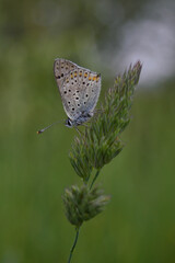 Fototapeta na wymiar A Brown Argus butterfly resting on a grass seed stem.