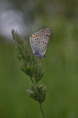 Fototapeta na wymiar Tiny blue butterfly on a plant in nature