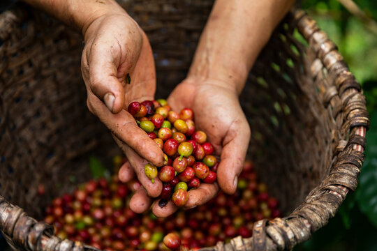 Man Holding coffee that is fresh picked