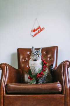 Cat with Christmas crown