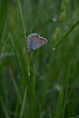 Common Blue butterfly on nature on a plant