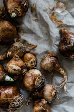 Close up of different Narcissi cultivar bulbs ready to be planted in autumn