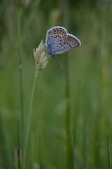 Common Blue butterfly on nature on a plant