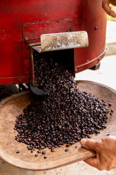 Coffee beans poured out of Roaster