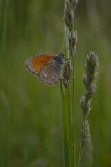 Small heath butterfly in nature, on a plant, close up