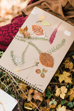 Closeup of an Herbarium with Dry Leaves, Sprigs and Herbs.