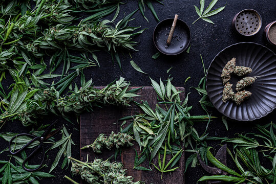 Trimming a Cannabis Plant