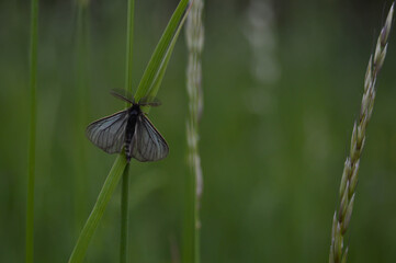 Blue spring flower in nature, close up flower head