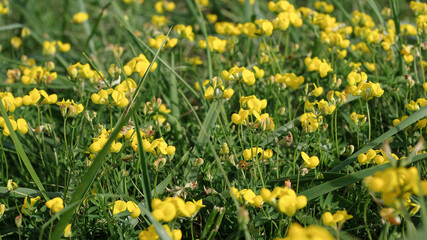 Fleurs sauvages jaunes