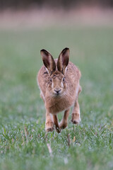 European Brown Hare running