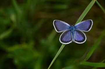 Common Blue small butterfly close up in nature
