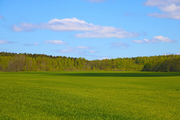 Beautiful green young wheat field on a sunny day.