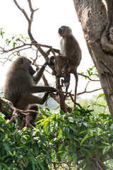 baboons