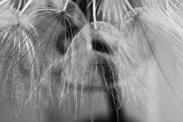 Abstract macro photo of dandelion seeds - 420720000
