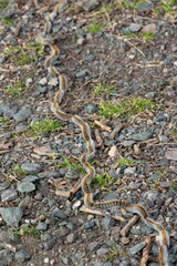 Chenilles processionnaires en marche