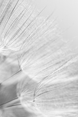 Abstract macro photo of dandelion seeds - 420720029