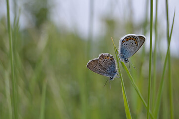 Two blue butterflies on a plant in nature
