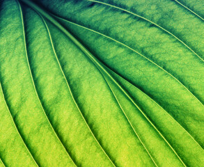 Leaf texture macro closeup. Leaves veins and grooves