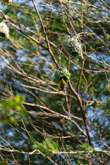 weaver birds