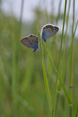 Two tiny butterflies on a plant in nature resting, close up