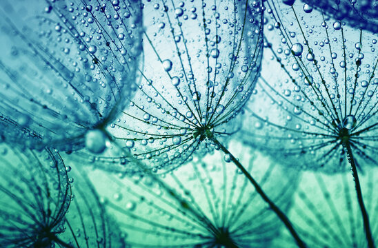 Transparent drops of water on a dandelion macro flower. © Alekss