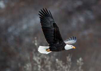 Bald Eagle in flight.
