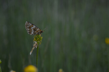 Small Pearl-bordered Fritillary butterfly in nature