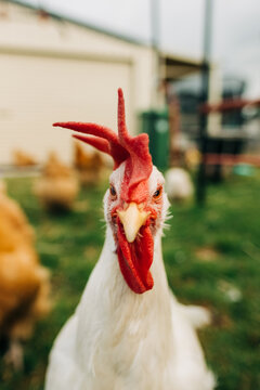 polly