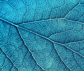 Leaf texture macro closeup. Leaves veins and grooves