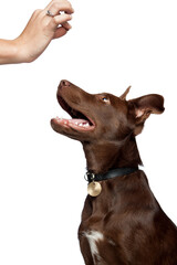 cute brown mixed breed puppy dog profile in a studio on white background