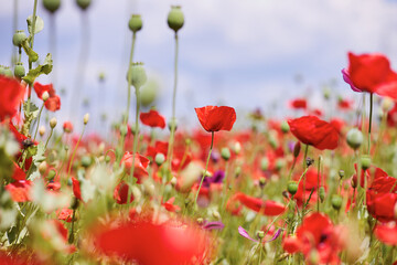 Red poppies blooming - 420720679