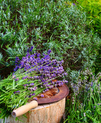 lavendel   schnitt