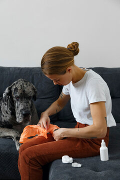 Young female bandaging paw of Great Dane dog