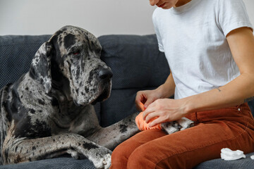 Crop owner bandaging paw of dog