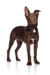 cute brown mixed breed puppy dog standing in a studio on white background