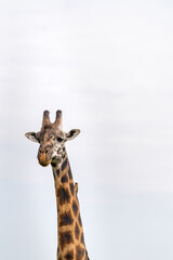 giraffe