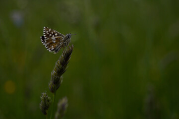 Small skipper butterfly on a plant in nature, close up